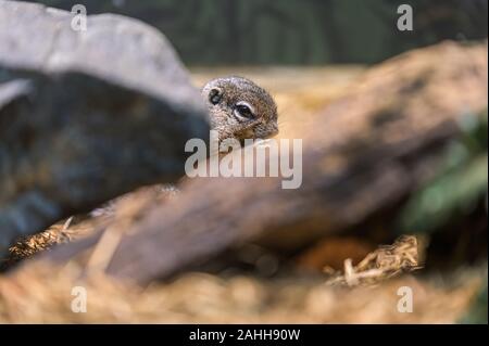 A tiny rodent enjoying a quick snack while hiding behind a rock and a branch Stock Photo