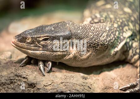 Komodo Dragon lounging peacefully on its favorite rock Stock Photo
