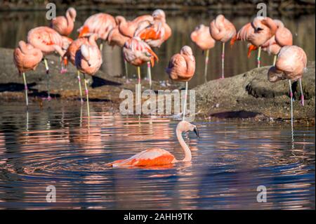 Lavishly beautiful pink flamingos, enjoying an afternoon bath in their favorite lake