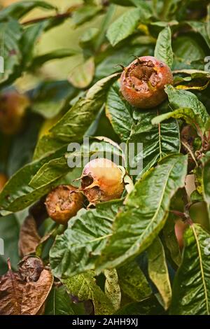 QUINCE FRUITS on tree (Cydonia oblonga). Stock Photo