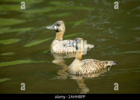 AFRICAN WHITE-BACKED DUCKS (Thalassornis leuconotus). Pair; sexes alike. Here drake or male nearest bird in midst of a display. Stock Photo