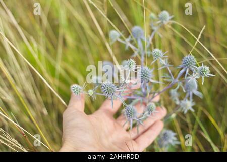 Blue prickly healing plant in wild meadow. Eryngium planum in woman hand, medicinal natural herbs, summer season Stock Photo