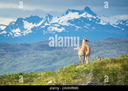 Guanacos in Torres del Paine National Park, Patagonia, Chile Stock Photo