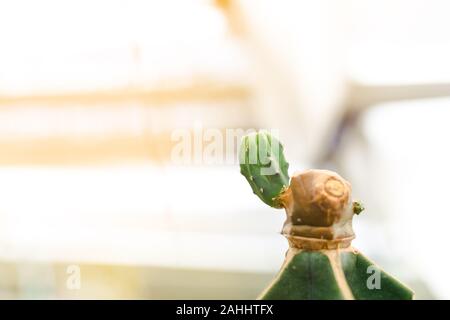 Small blot color cactus grow up on the top of big one Stock Photo