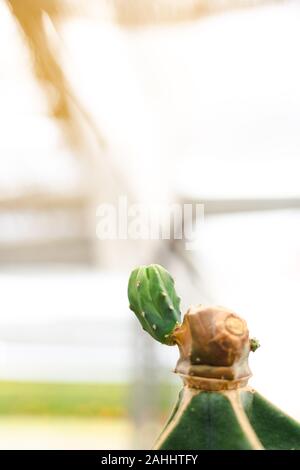 Small blot color cactus grow up on the top of big one Stock Photo