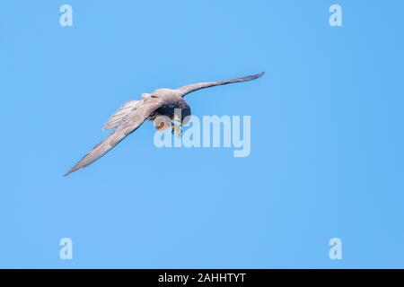 Eleonorenfalke, Falco eleonorae, Eleonoras Falcon Stock Photo