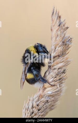 Helle Erdhummel(Bombus lucorum Stock Photo - Alamy