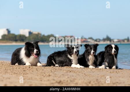 Four well trained black and white Border Collies in a drop stay position on the sand at the beach. Stock Photo