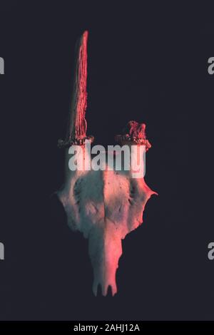 skull of mouse deer with red light on black background in dark tone Stock Photo