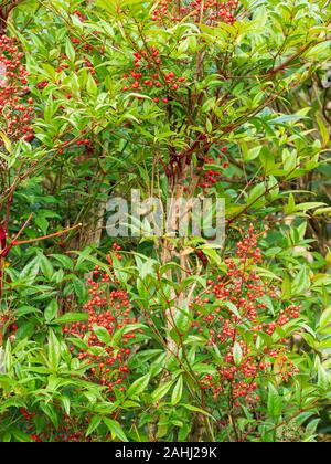 Winter berries among the evergreen leaves of the hardy heavenly bamboo, Nandina domestica Stock Photo