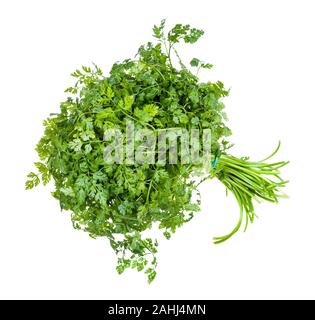 bunch of fresh Chervil (Anthriscus cerefolium, French parsley) herb isolated on white background Stock Photo