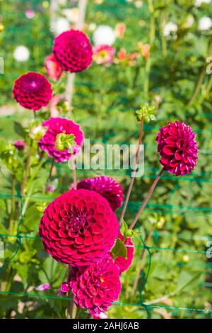 Dark red flowers of Dahlia Ivanetti - a miniature ball-type - flowering in early Autumn in UK Stock Photo
