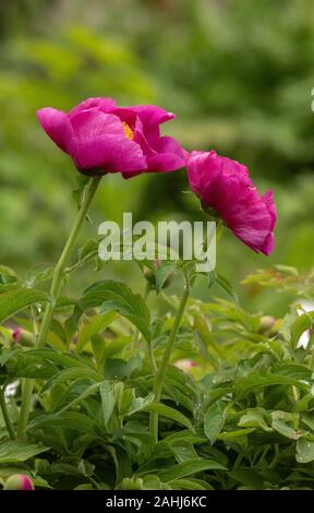 Wild peony, Paeonia mascula, in flower in spring. Stock Photo