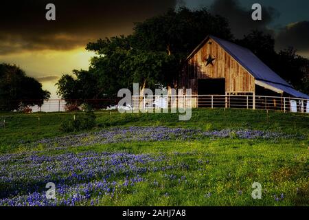 A texas barn in a meadow of bluebonnets Stock Photo