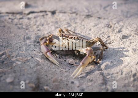Yellow purple lake crab on stone floor in sunlight Stock Photo