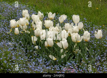 White tulips among forget-me-nots, Myosotis in garden, Croatia. Stock Photo