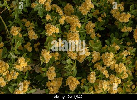 yellow Lady Banks' rose, Rosa banksiae 'Lutea',  planted against a house wall. Stock Photo