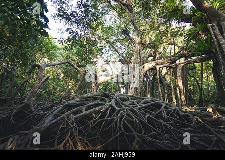 In the deep forest have ancient root tree grow up to make place with sun light shine thru leaves look incredible jungle Stock Photo