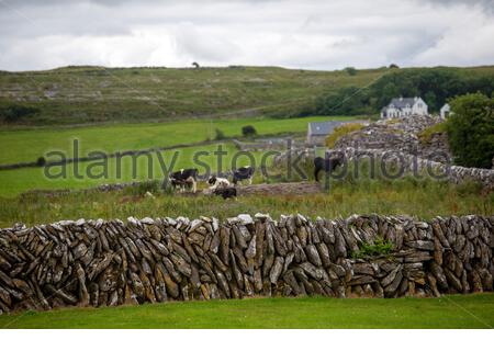 Cattle grazing in a field behind a stone wall on a summer's day in ireland Stock Photo