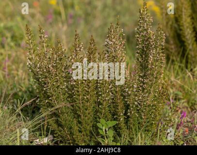 Tree heather, Erica arborea regrowth, in flower. Croatia. Stock Photo