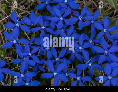 Spring Gentian, Gentiana verna in flower in montane limestone grassland, Velebit Mountains, Croatia. Stock Photo