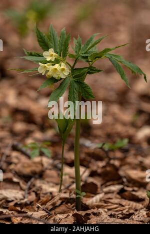 Nine-leaved toothwort, Cardamine enneaphylla, in flower in old upland woodland, Croatia. Stock Photo