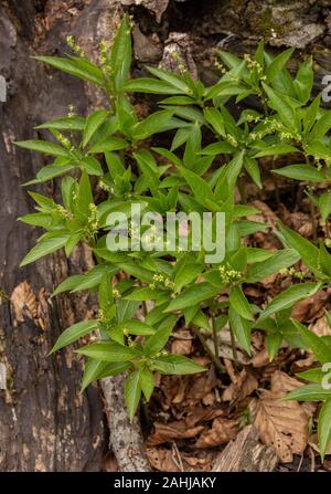 Dog's mercury, Mercurialis perennis, in flower in old woodland. Stock Photo