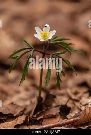 Wood anemone, Anemone nemorosa in flower in early spring, in beech woodland. Stock Photo