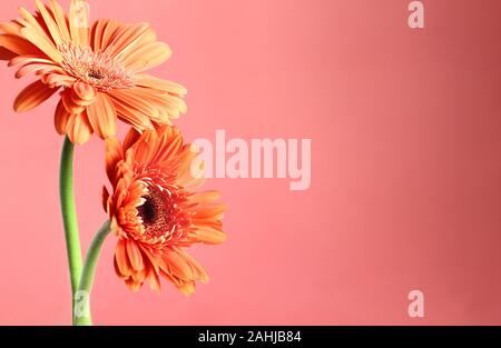 Beautiful abstract of two orange colored Gerbera Daisies against a coral colored background. Copy space for your text. Selective focus on center of da Stock Photo