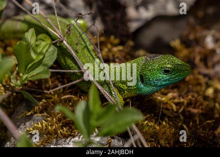 Eastern Green Lizard, Lacerta viridis, male in scrub, Croatia. Stock Photo