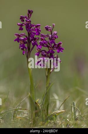 Green-winged orchid, Anacamptis morio, in flower in spring, unimproved meadow. Stock Photo