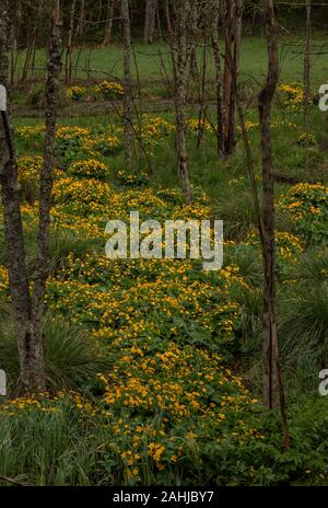 Marsh Marigolds, Caltha palustris in valley fen, Plitvice National Park, Croatia. Stock Photo