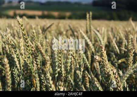 Wheat field in summer sun in austria Stock Photo