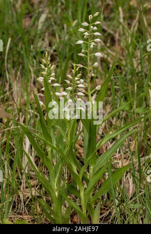 Sword-leaved helleborine, Cephalanthera longifolia, in flower in light woodland on limestone. Stock Photo