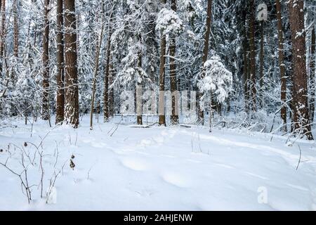 Landscape of winter pine and spruce forest covered with frost at mainly cloudy weather. First snow at autumn season. Stock Photo