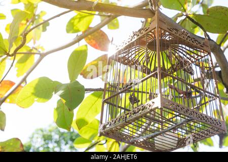 empty bird cage hang on the tree with sun shine on it Stock Photo