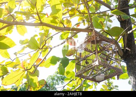 empty bird cage hang on the tree with sun shine on it Stock Photo