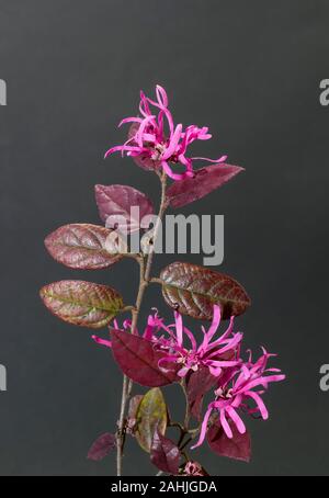 isolated stem of loropetalum with flowers and leaves on black background Stock Photo