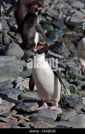Macaroni Penguin (eudyptes chrysolophus), Cooper Bay, South Georgia Stock Photo