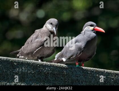 Inca Terns (larosterna inca) juvenile and adult Stock Photo