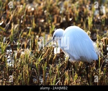 little egret hunting in the reeds Stock Photo