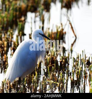 little egret hunting in the reeds Stock Photo