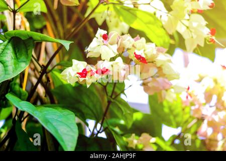 Tropical plant Clerodendrum Thomsoniae blossoming Stock Photo
