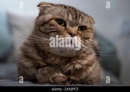 Beautiful, sad cat Scottish Fold looks thoughtfully and with interest to the side, lying on a soft plaid. Stock Photo