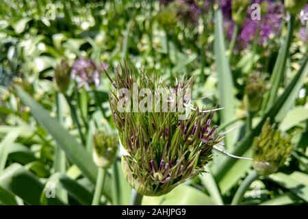 Flower head of Allium Purple Sensation Allium aflatunense in summer garden Stock Photo