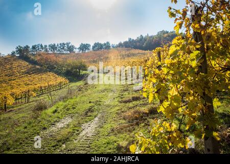 Vinegar and Wine in Italy, Emilia Romagna, Balsamic Vinegar Farm Stock Photo