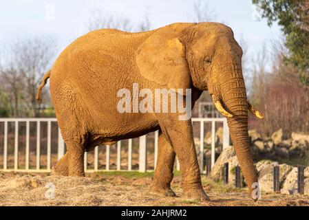 Muddy African elephant at Colchester Zoo, Essex, UK. Loxodonta africana. Captive animal exhibit in Elephant Kingdom Stock Photo