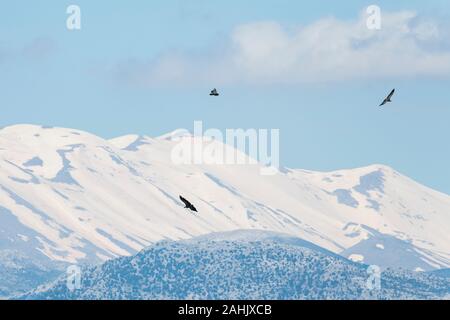 Gaensegeier, Gyps fulvus, Griffon Vulture Stock Photo