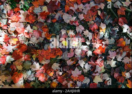 Fallen maple leaves on forest floor in autumn. Province of Quebec, Canada. Stock Photo