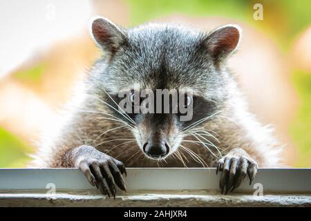 Adorable raccoon portrait close up furry pet face Stock Photo